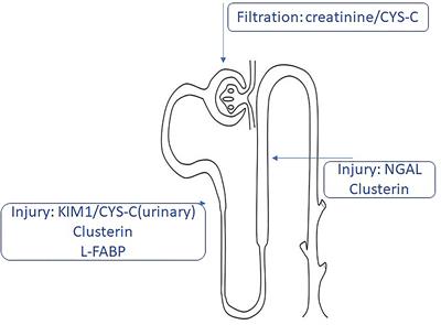 The Perspectives of Biomarkers in Predicting the Survival of the Renal Graft